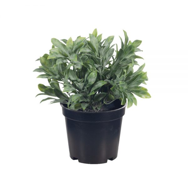 Jade Bush Plant in Pot Grey Green 18cmH