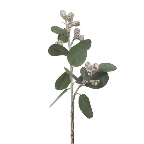 Eucalyptus Tetragona Stem White Green 41cmL