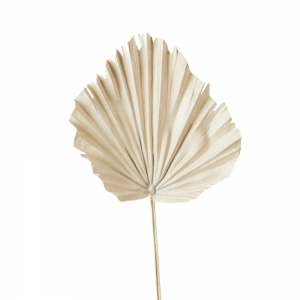 Fan Palm Natural Cream 56cmL