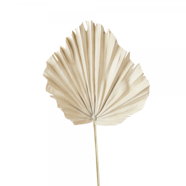 Fan Palm Natural Cream 56cmL