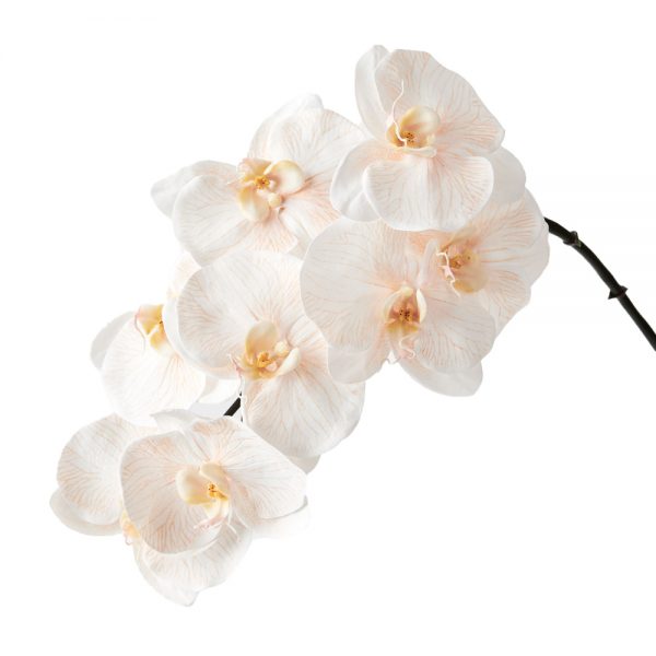 Orchid Phalaenopsis Infused Stem Apricot Cream 96cmL