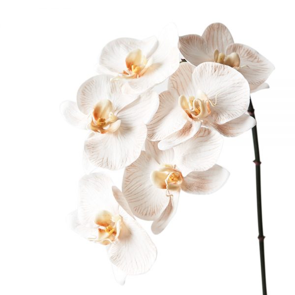 Orchid Phalaenopsis Infused Stem Dove 86cmL