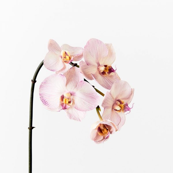Orchid Phalaenopsis Infused Stem Lavender 50cmL