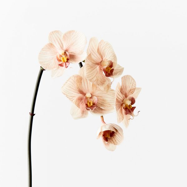 Orchid Phalaenopsis Infused Stem Mocha 50cmL