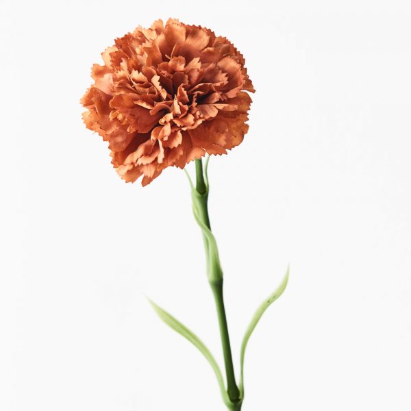 Carnation Real Touch Stem Rust 47cmL