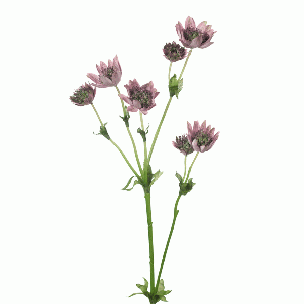 Astrantia Stem Mauve Green 58cmL