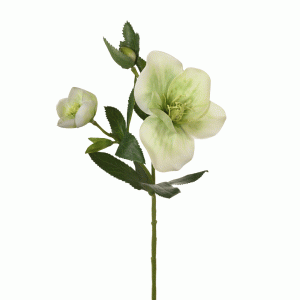 Helleborus Stem Light Green 36cmL
