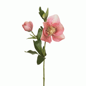 Helleborus Stem Pink 36cmL