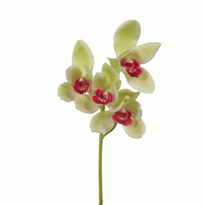 Orchid Cymbidium Stem Light Green 48cmL