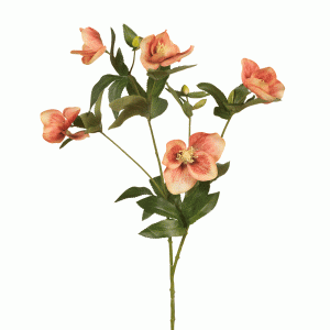 Helleborus Spray Burnt Orange 73cmL