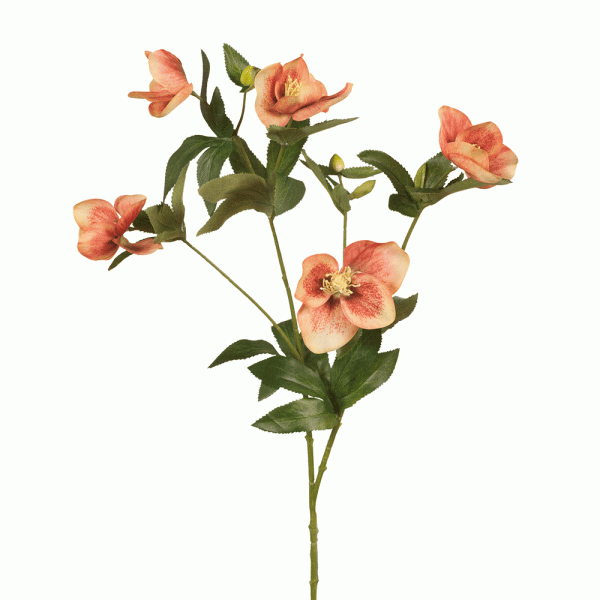 Helleborus Spray Burnt Orange 73cmL