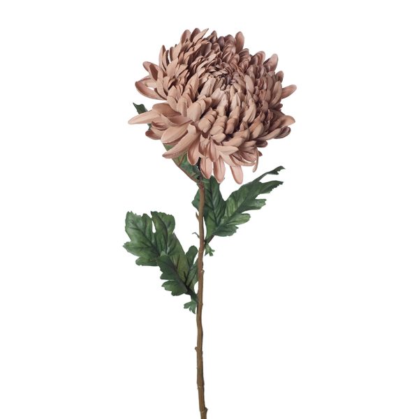 Chrysanthemum Stem Coffee 76cmL