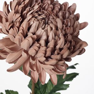 Chrysanthemum Stem Coffee 76cmL - Image 2