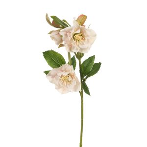 Helleborus Spray Light Pink 48cmL