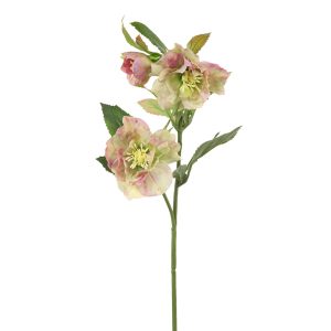 Helleborus Spray Pink Green 48cmL