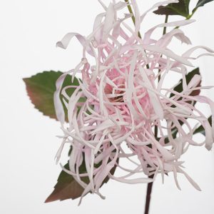 Chrysanthemum Spider Spray Light Pink 66cmL - Image 2